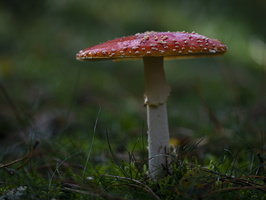 20201010-Paddestoelen -114
